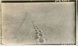 Image: Polar bear tracks